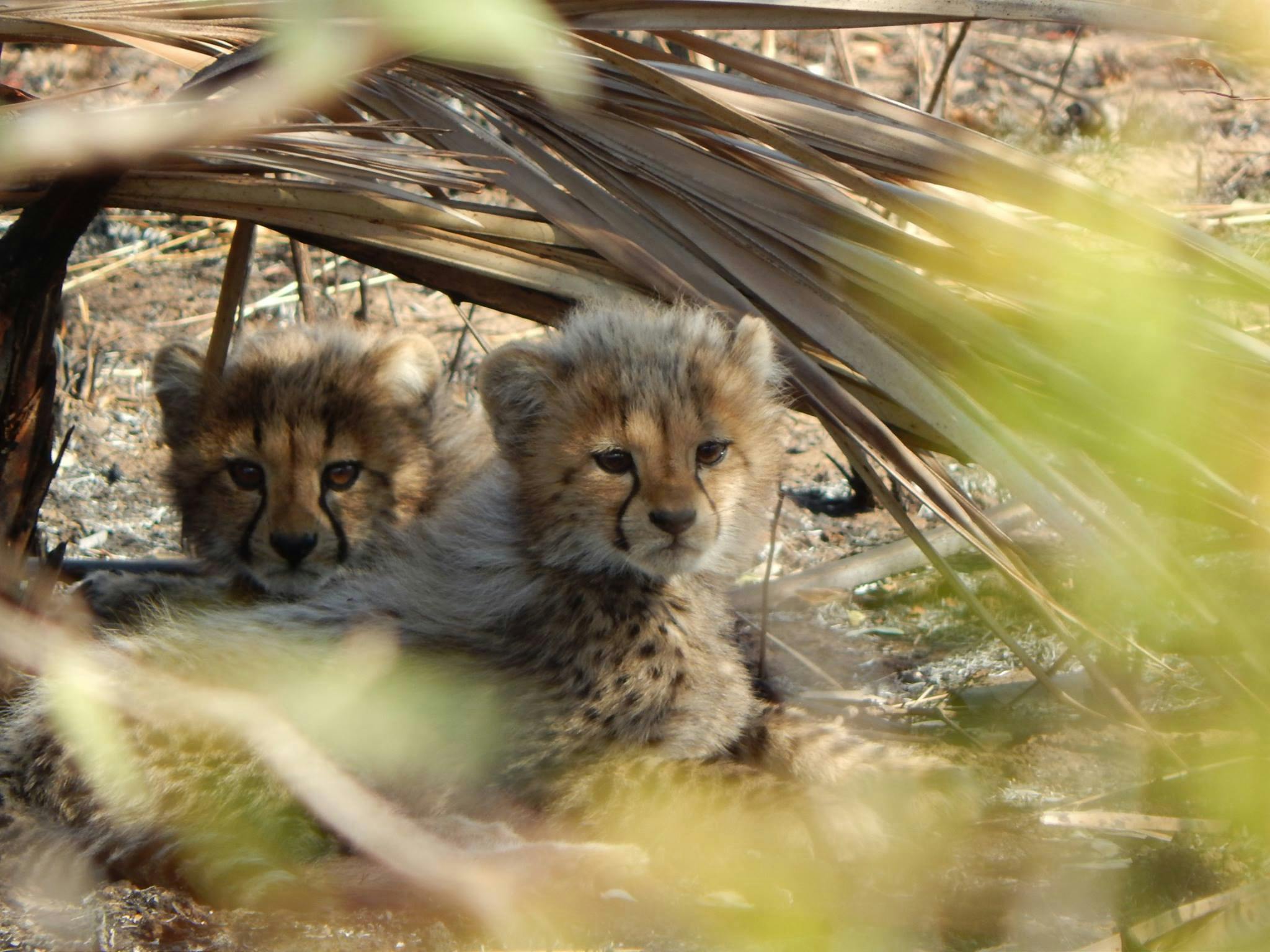 A pair of very cute cheetah cubs partially obscured by foliage