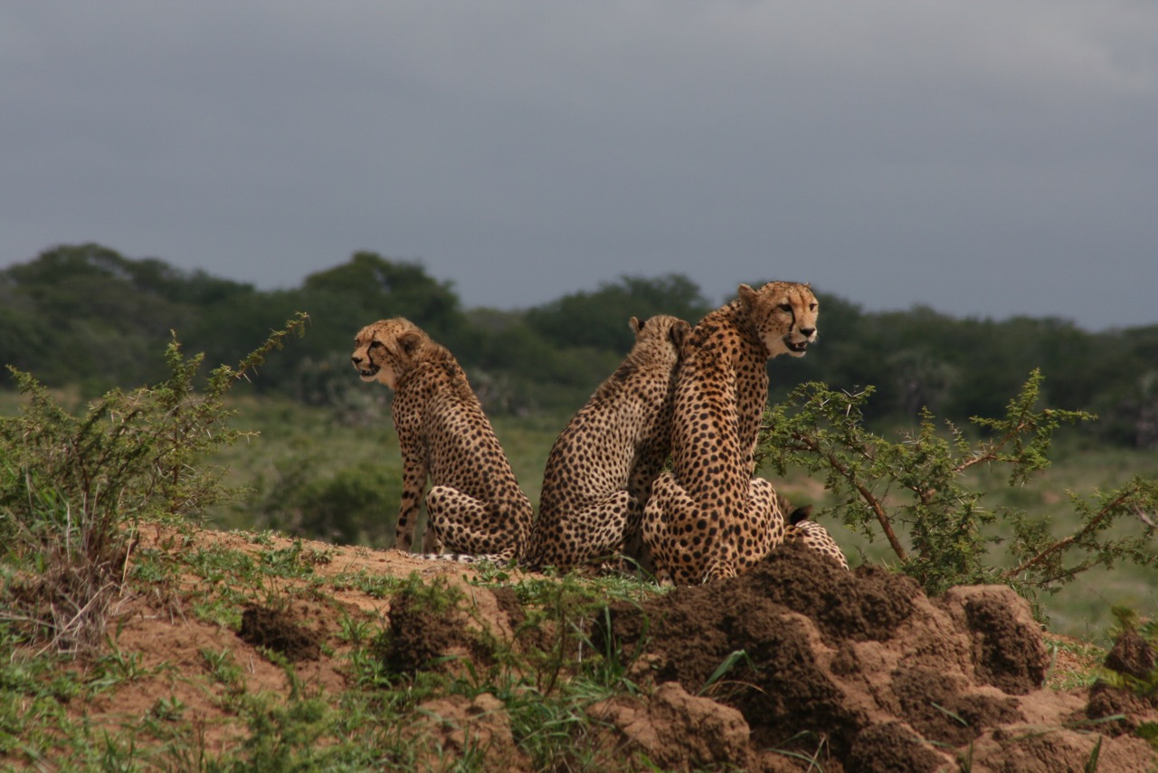 A group of Cheetahs near Phinda