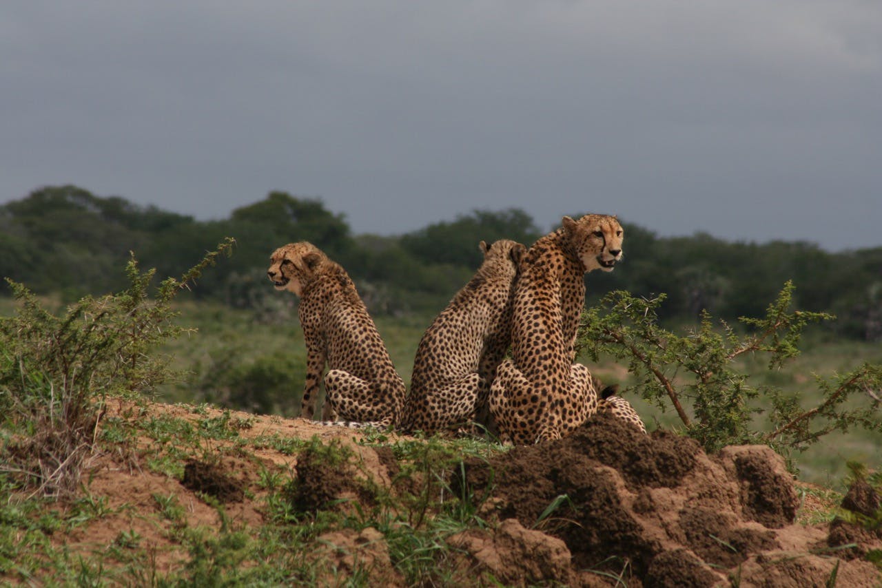 A group of Cheetahs near Phinda