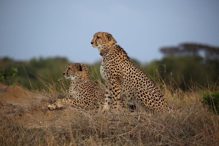 2 collared cheetah in the African bush