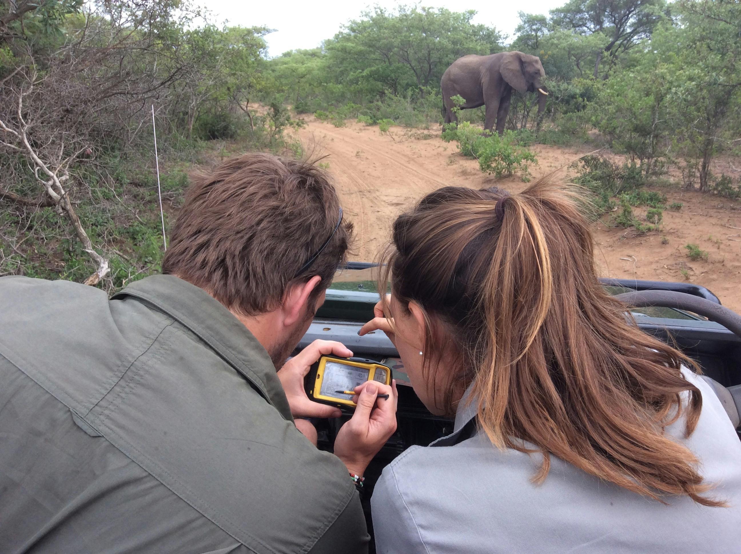 ACE volunteers sat in a jeep monitoring elephant population at Phinda