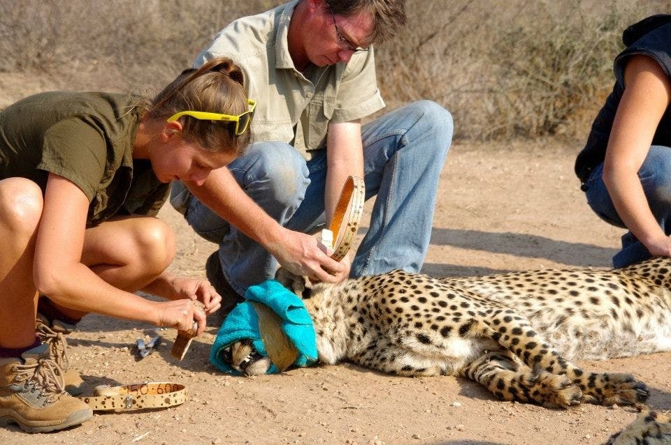 An ACE volunteer crouches over a sedated Cheetah and assists a Veterinarian
