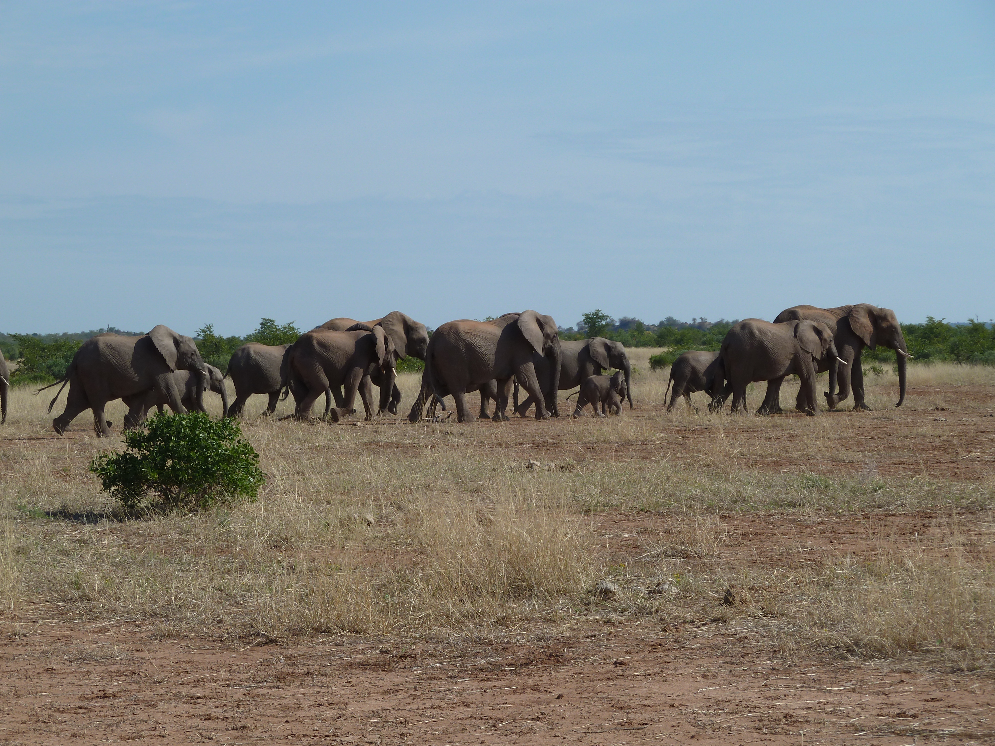 A herd of African elephants in the bush