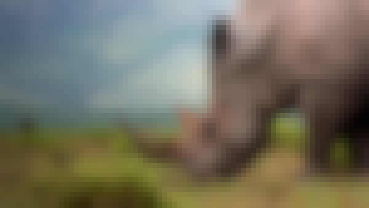 Close up of a rhino grazing
