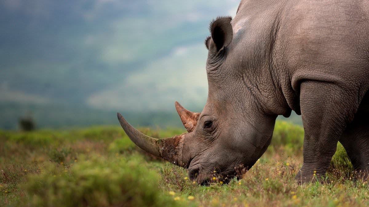Close up of a rhino grazing