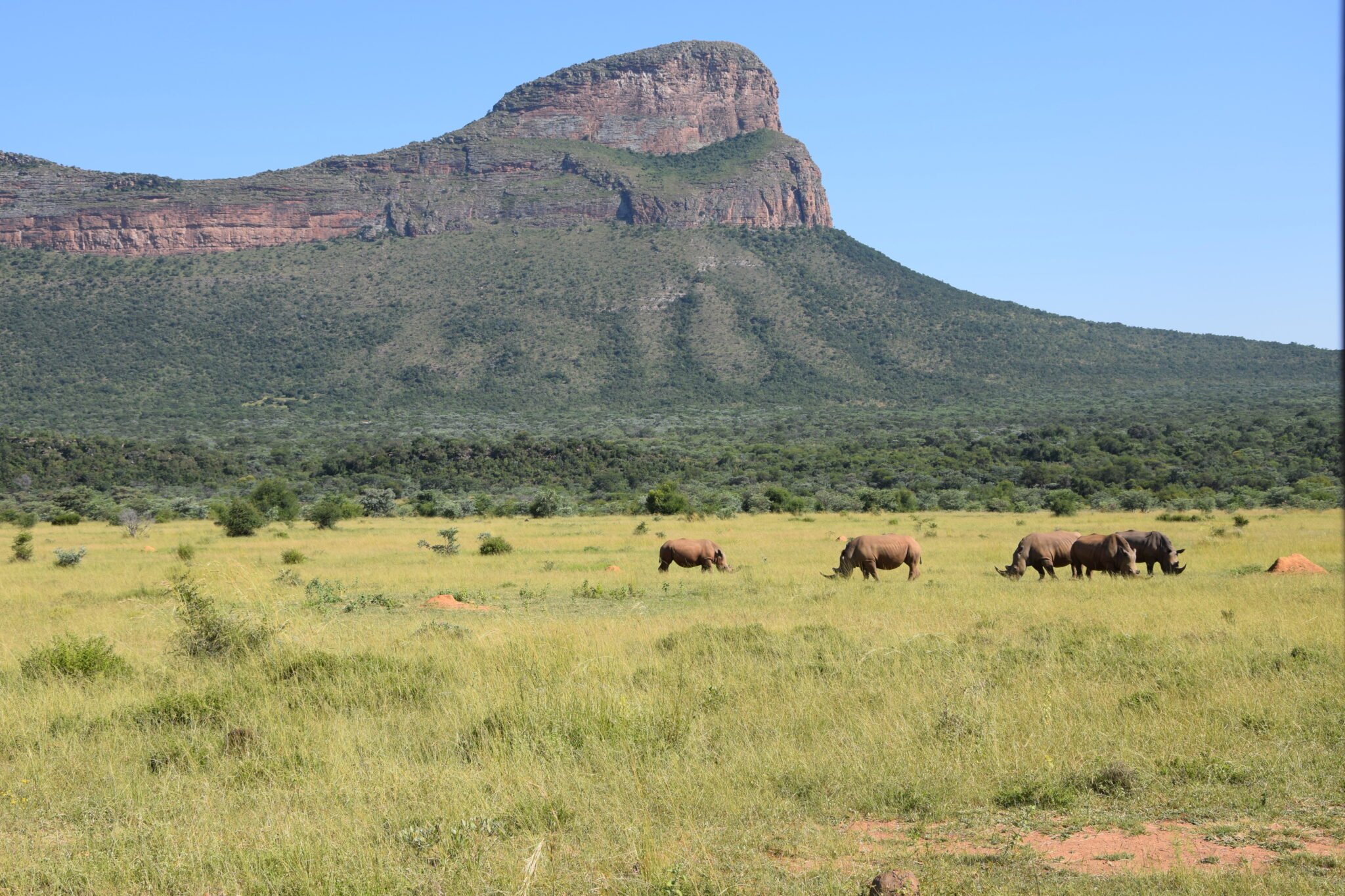 Rhinos in the landscape