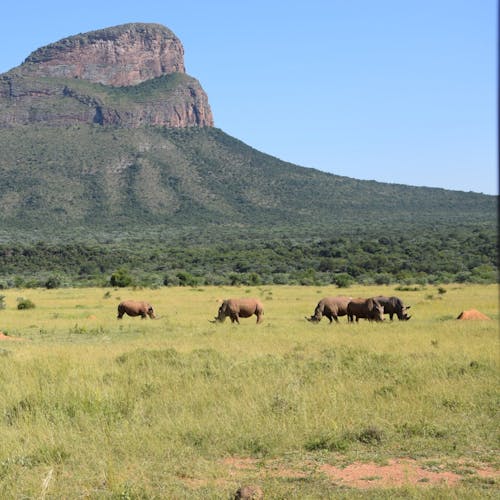 Rhinos in the landscape