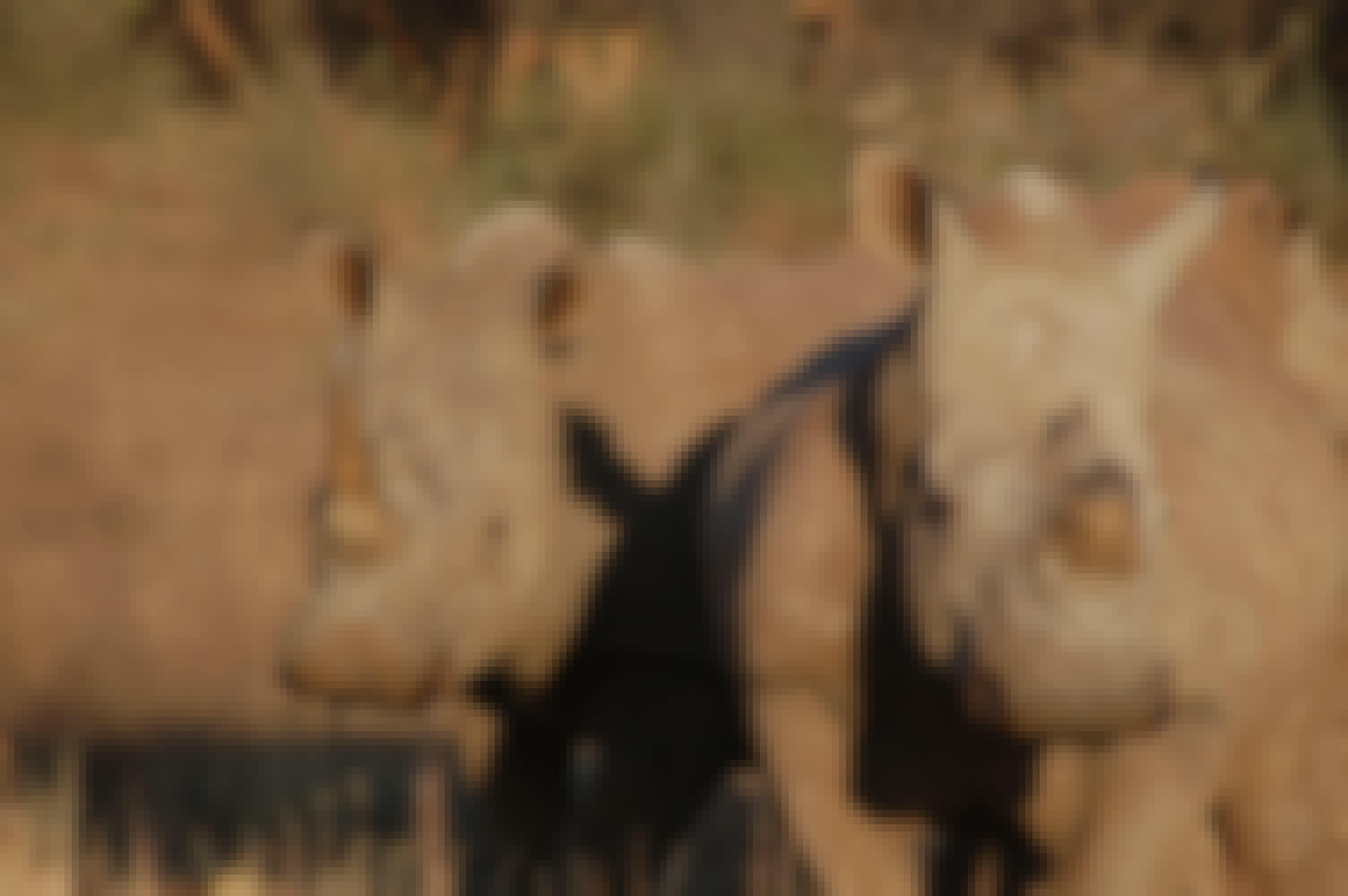 Close-up of two rhinos