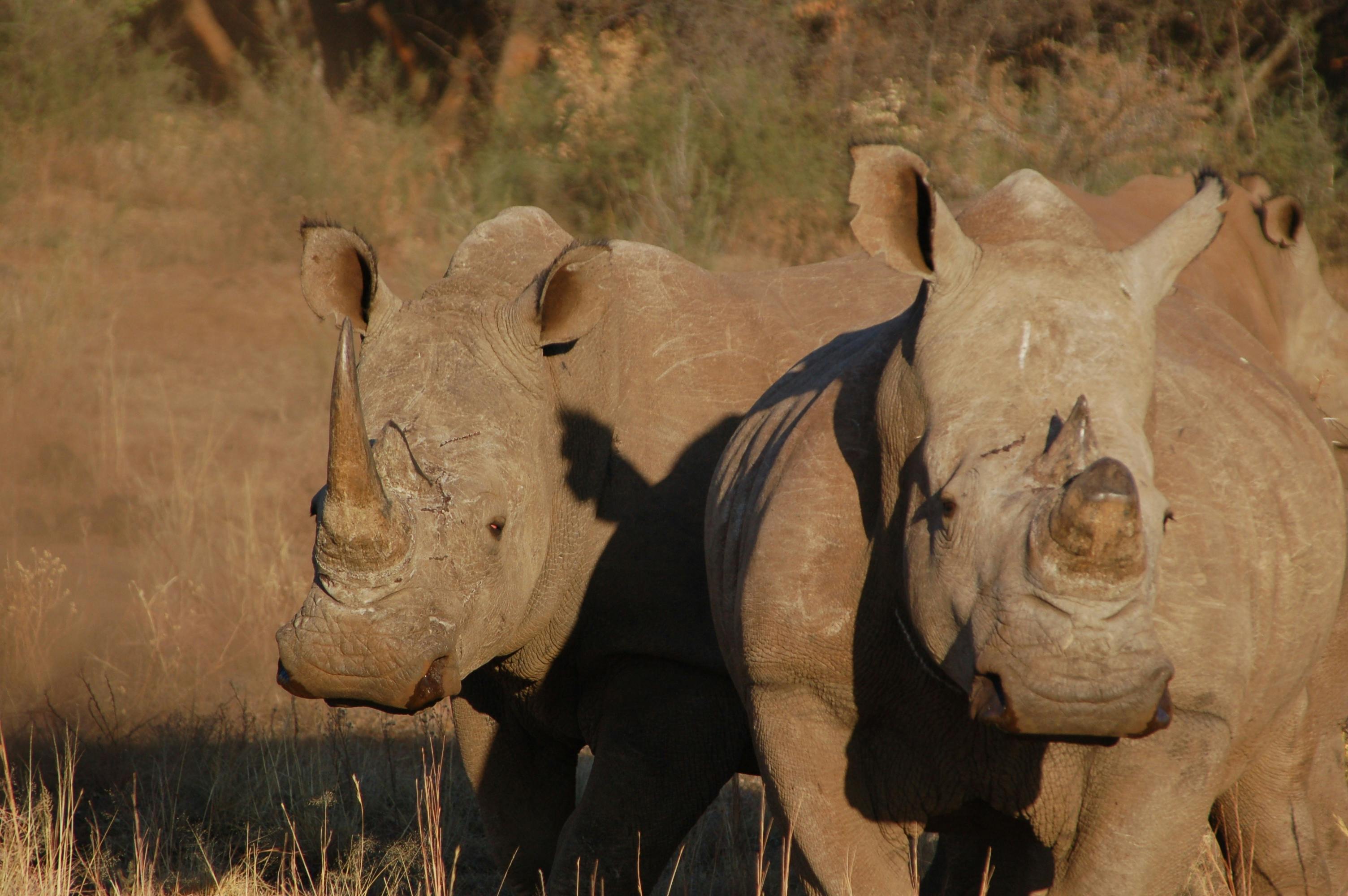 Close-up of two rhinos