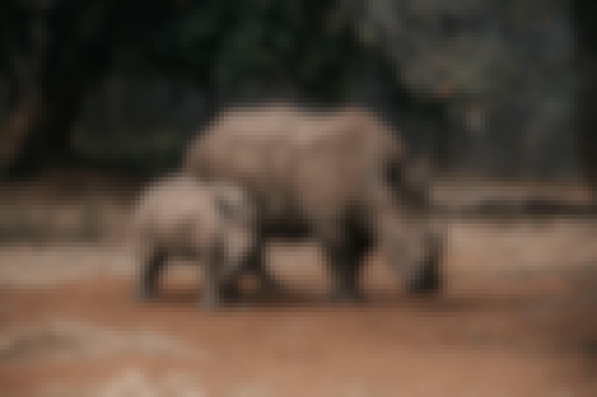 Rhino calf with mother, The Rhino Orphanage