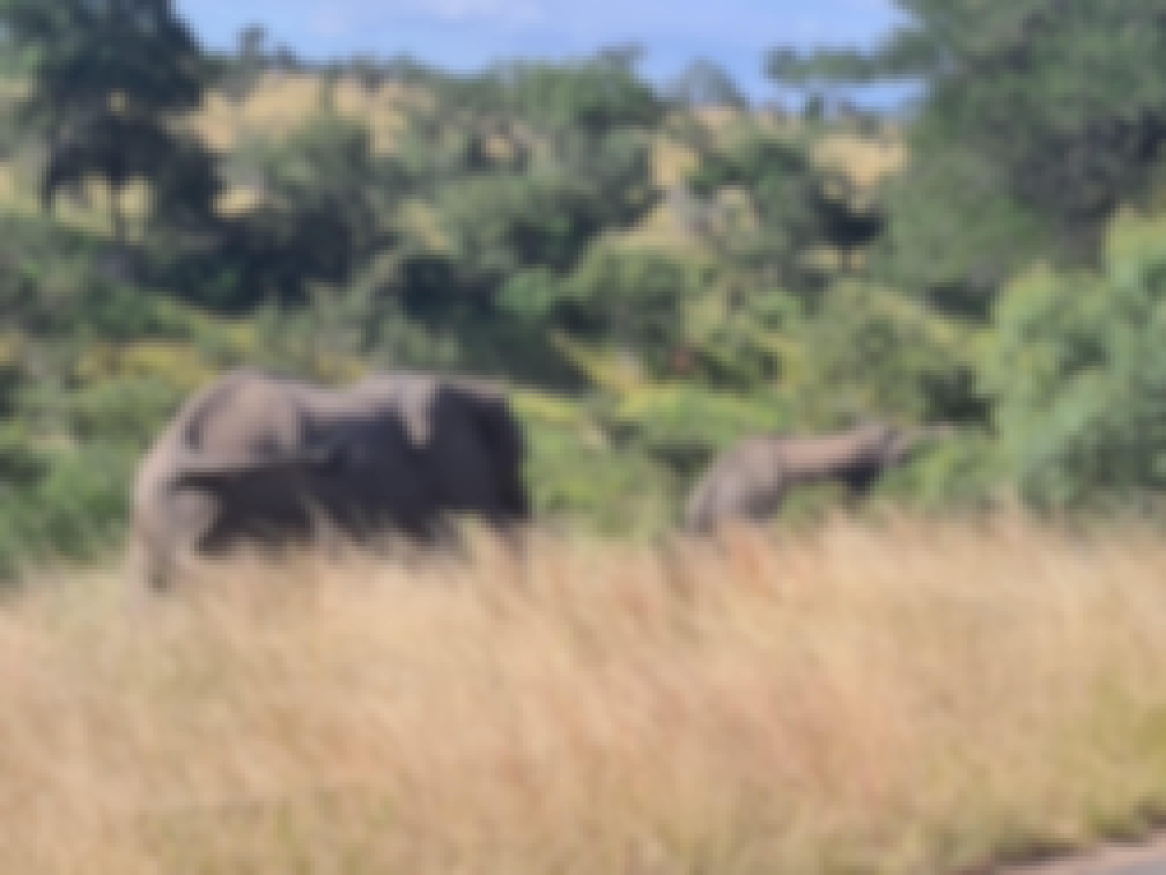 Mira van Duin: elephants