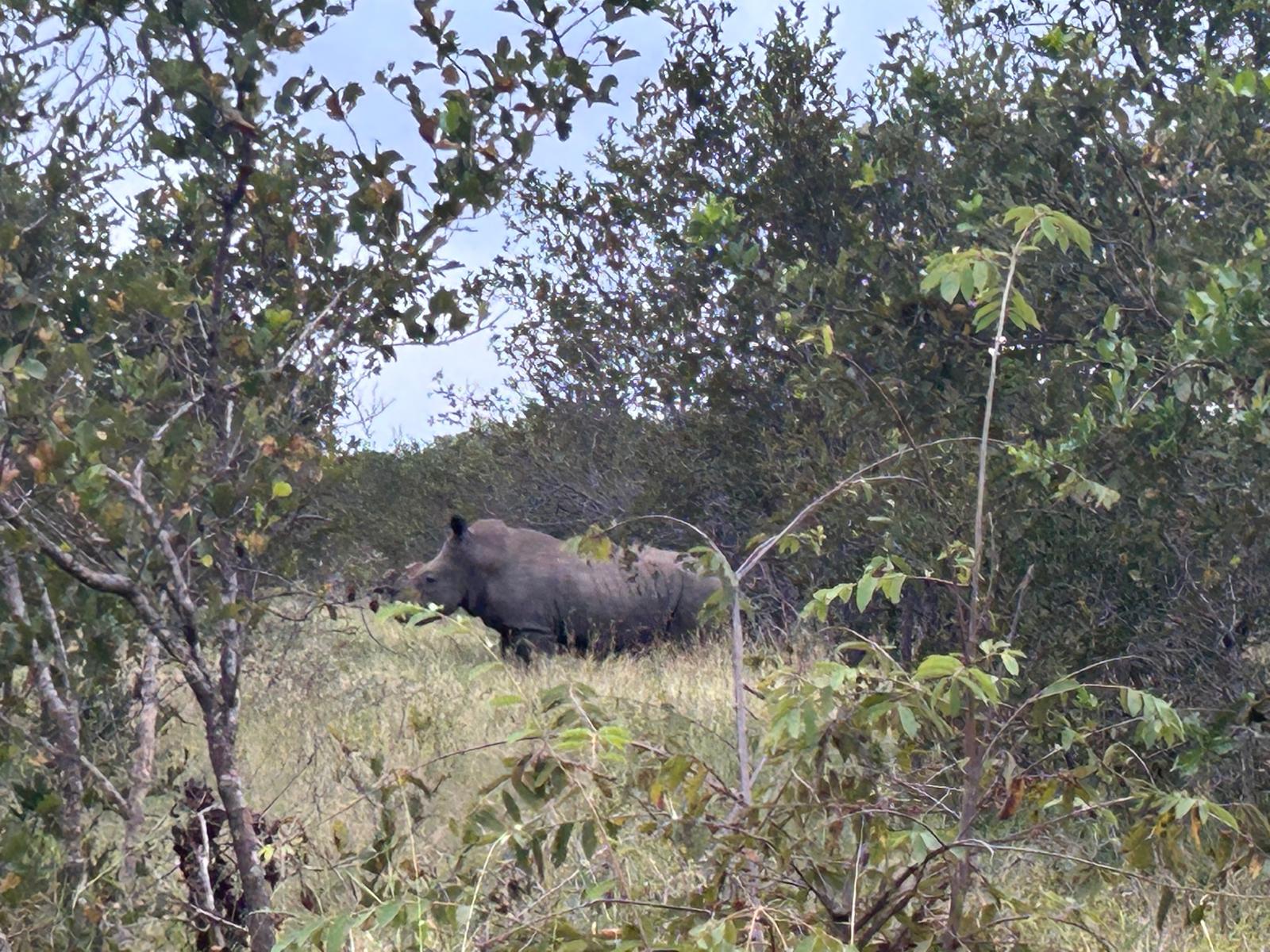 Rhino spotted in the bush