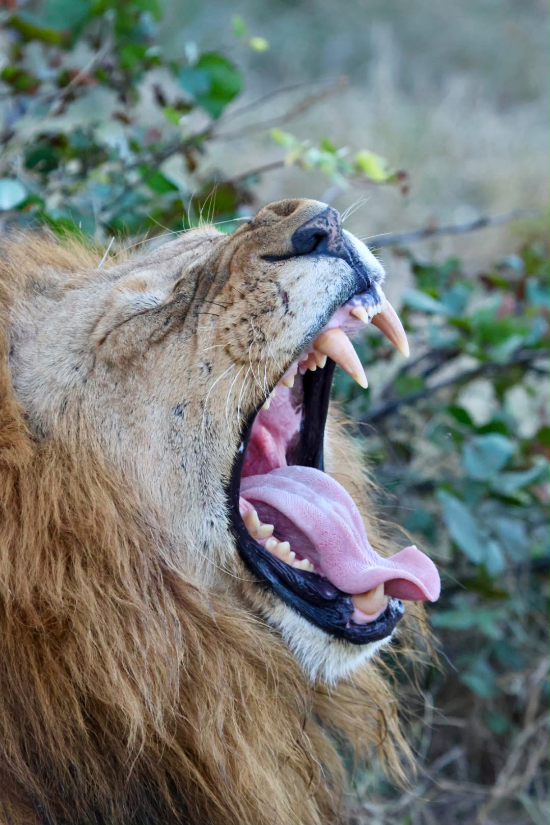 Giulia Polvara - Lion yawning in the bush
