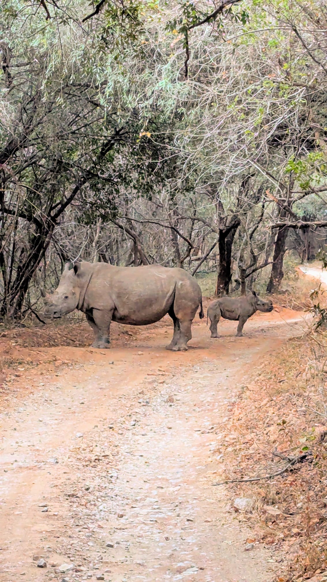 Rhino Closeup Portrait