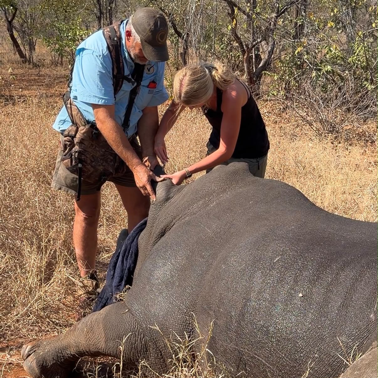 Samantha Collett - Helping to inject a sedated rhino with project staff member 