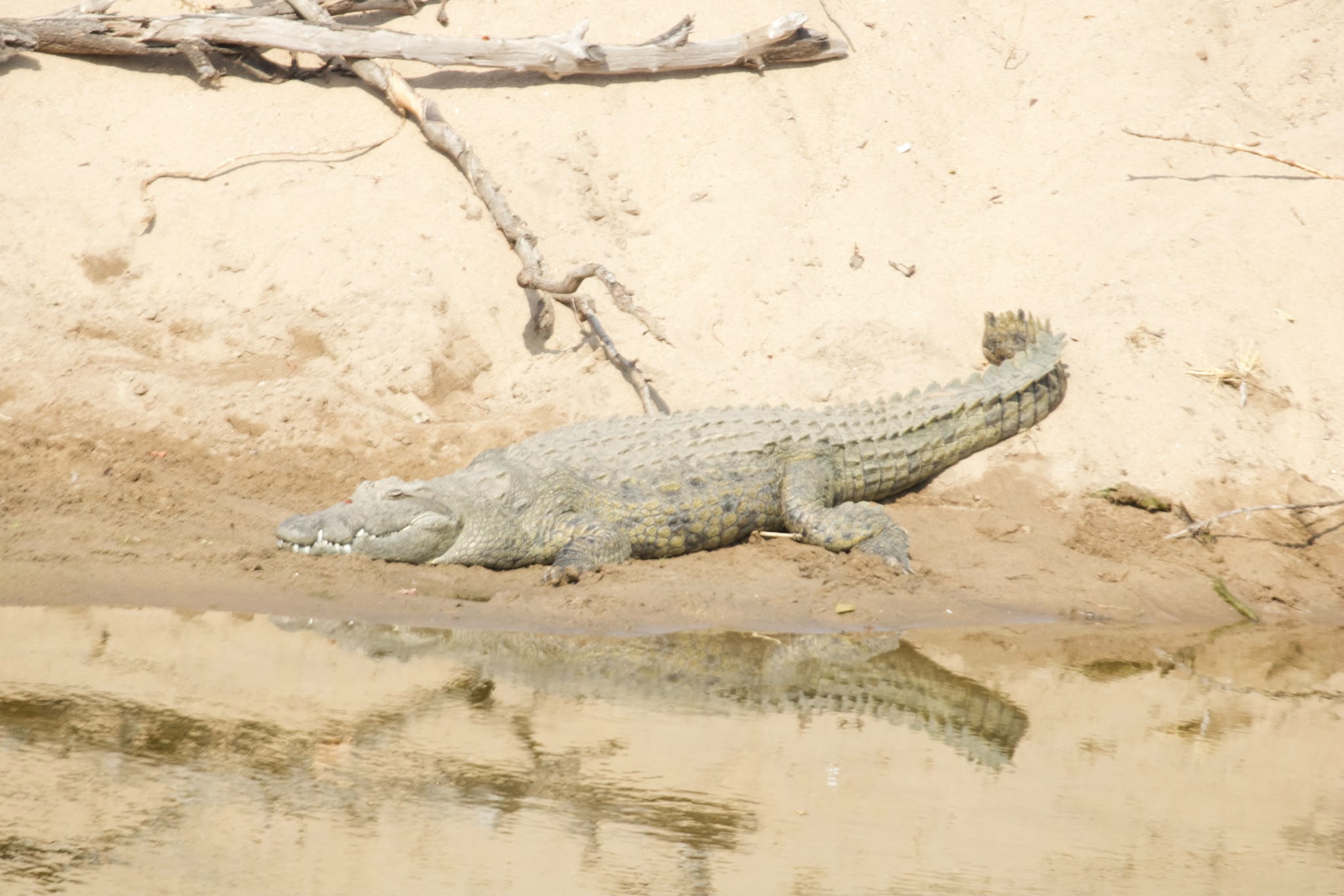 Crocodile resting by water - Shaan Purohit