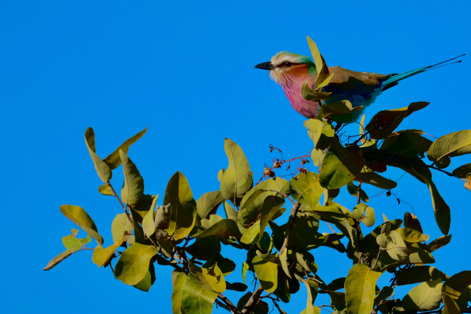 Giulia Polvara - Close-up photo of a lilac-breasted roller in a tree