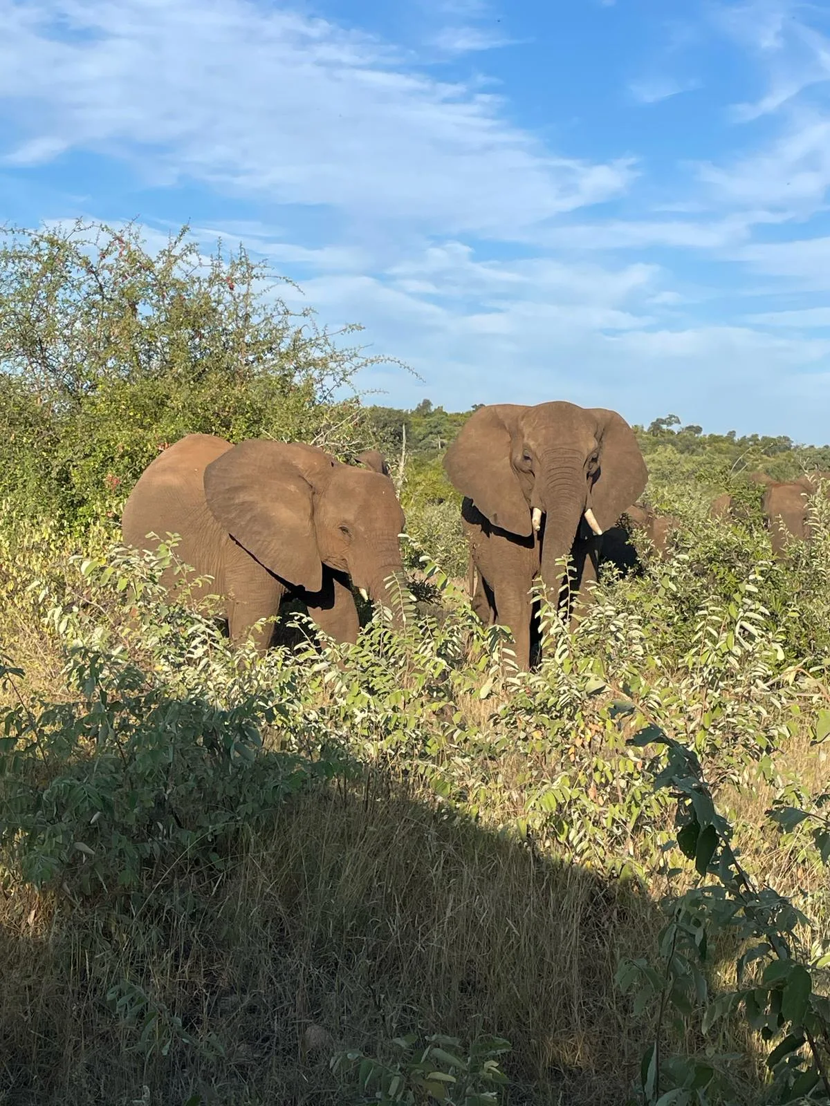 Hartpury College: elephants up close in the bush