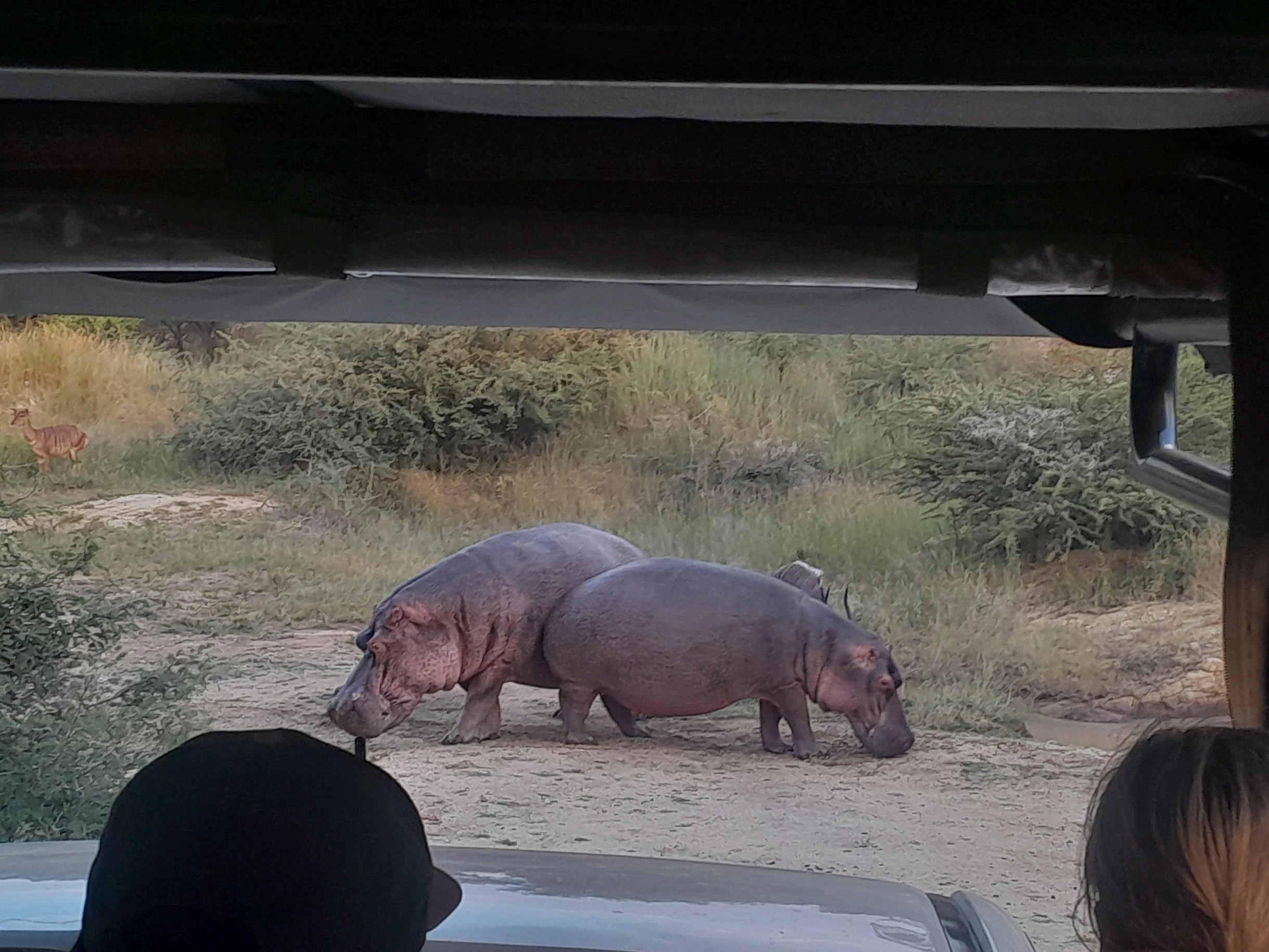 Hartpury College: hippos