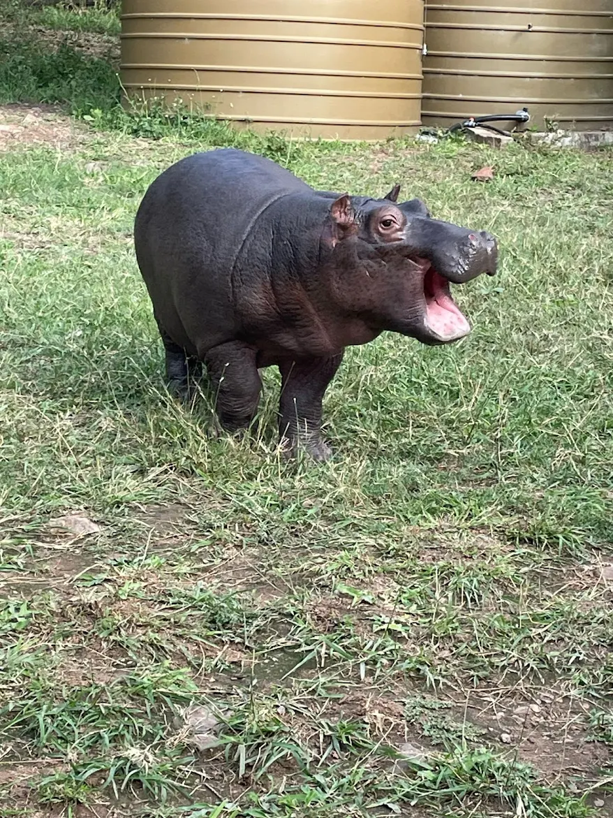 Hartpury College: hippo