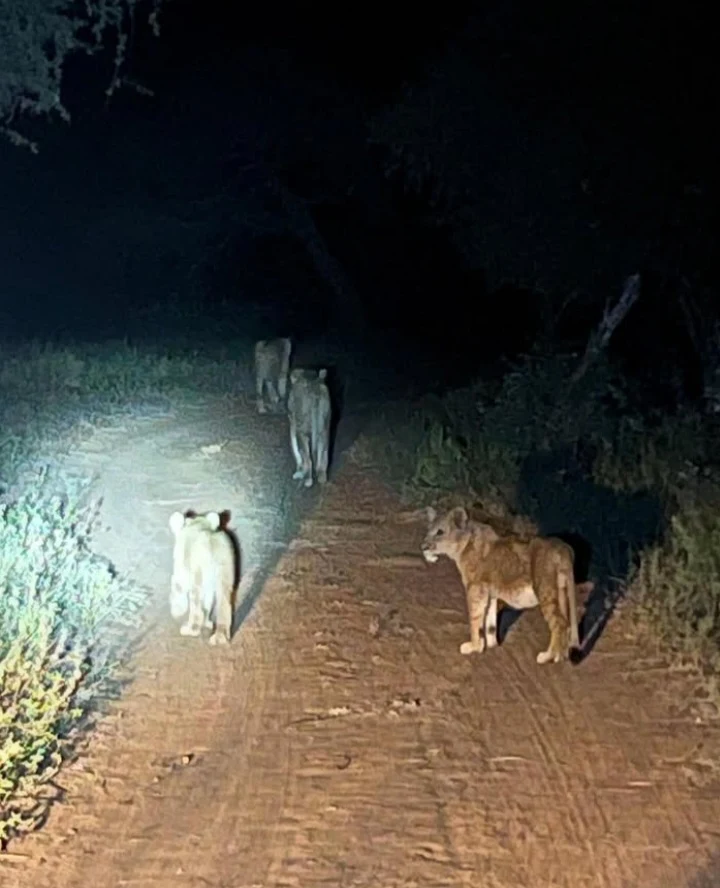Hartpury College: lions in the dark