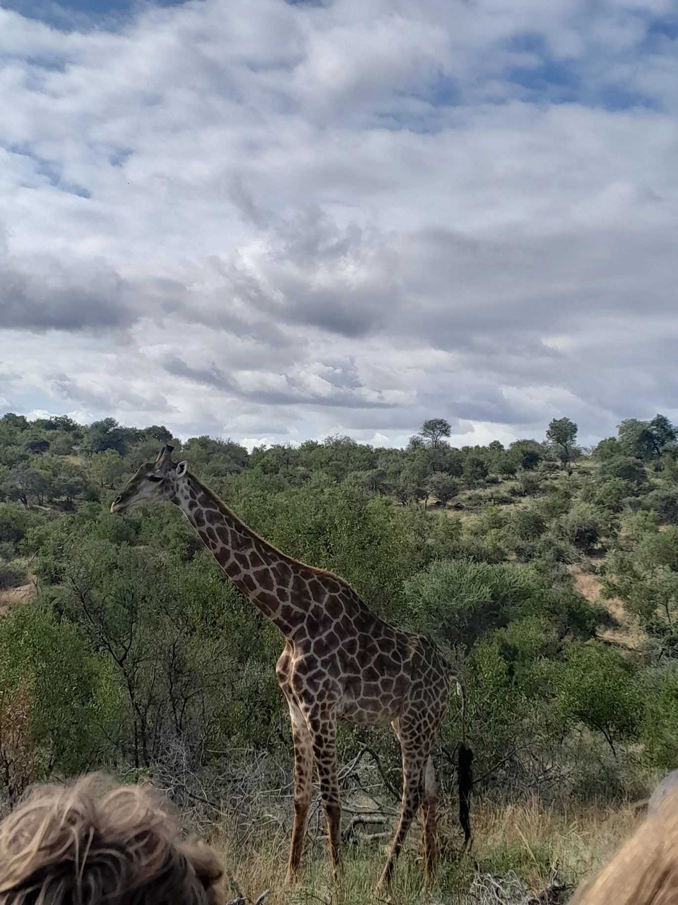 Hartpury College: giraffes