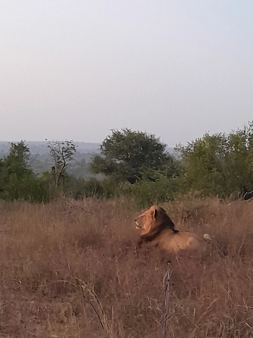 Hartpury College: lion in the bush