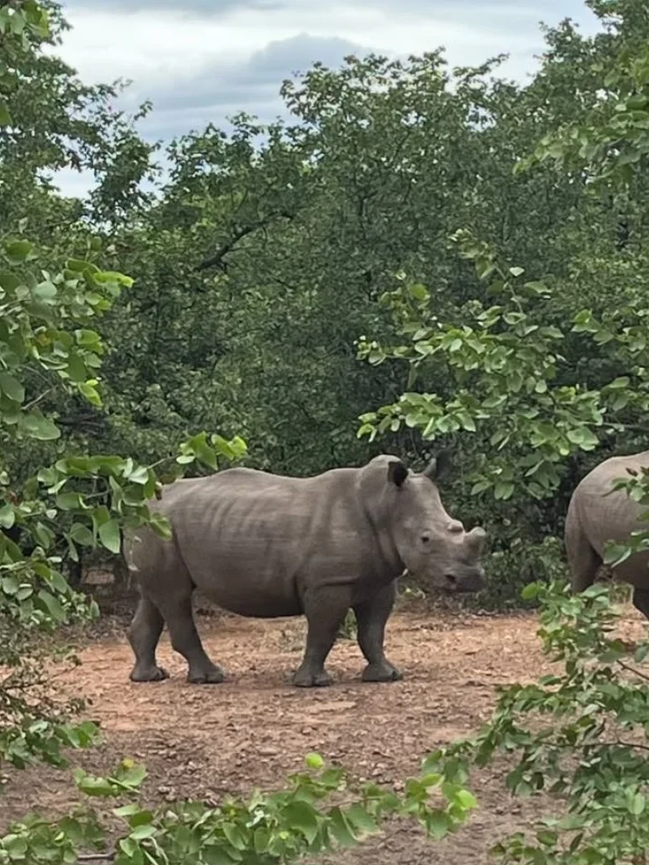 Hartpury College: rhino in the bush