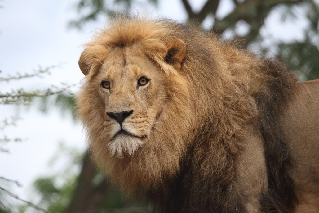 Ash Unadkat: lion close up