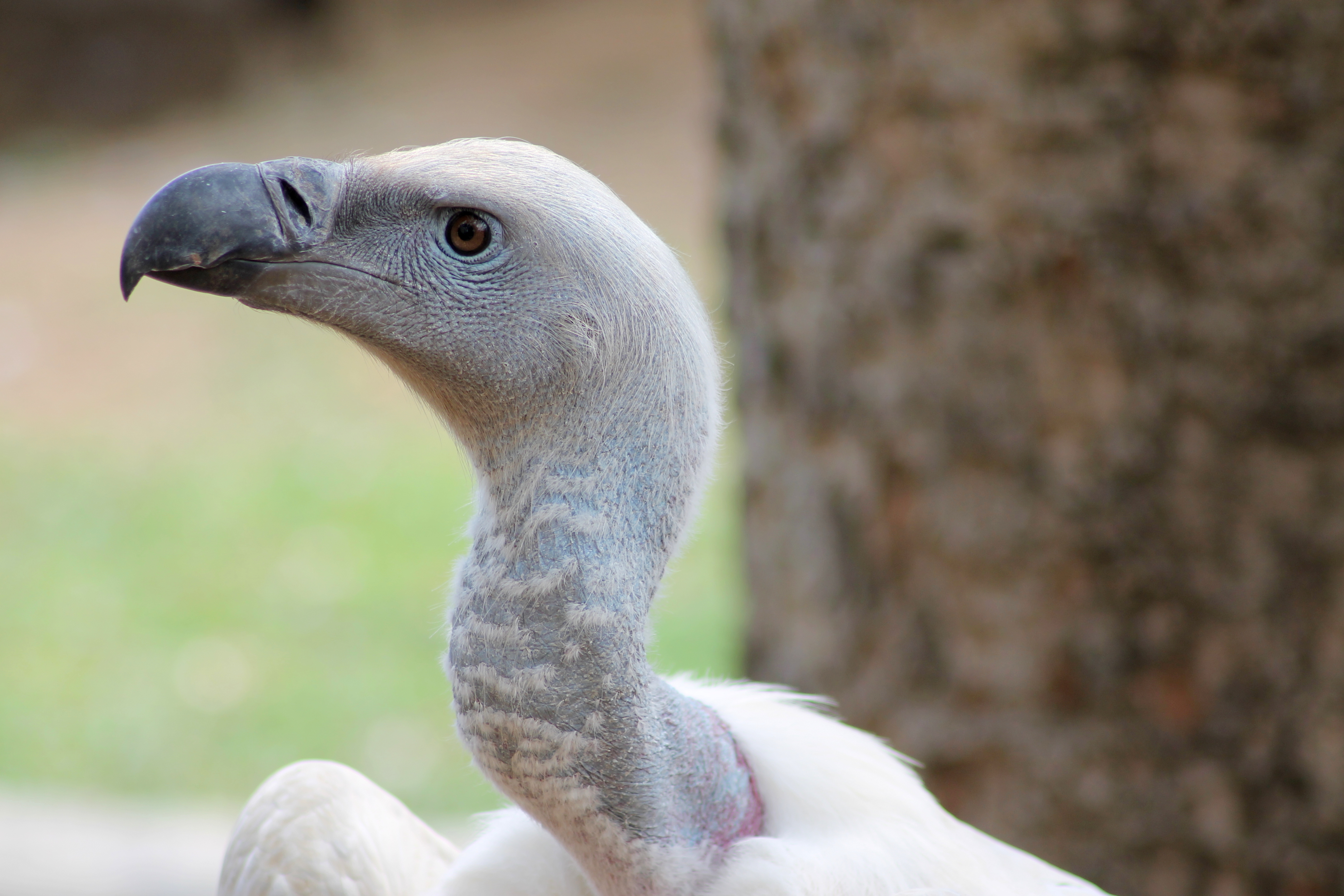 Yuval Dvir: cape vulture
