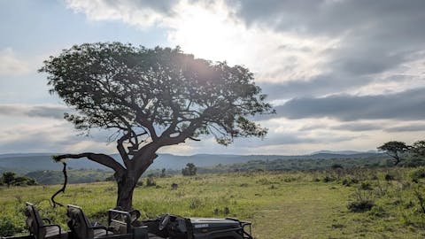 Kay Probst: Phinda research vehicle against a tree with the sun in the background