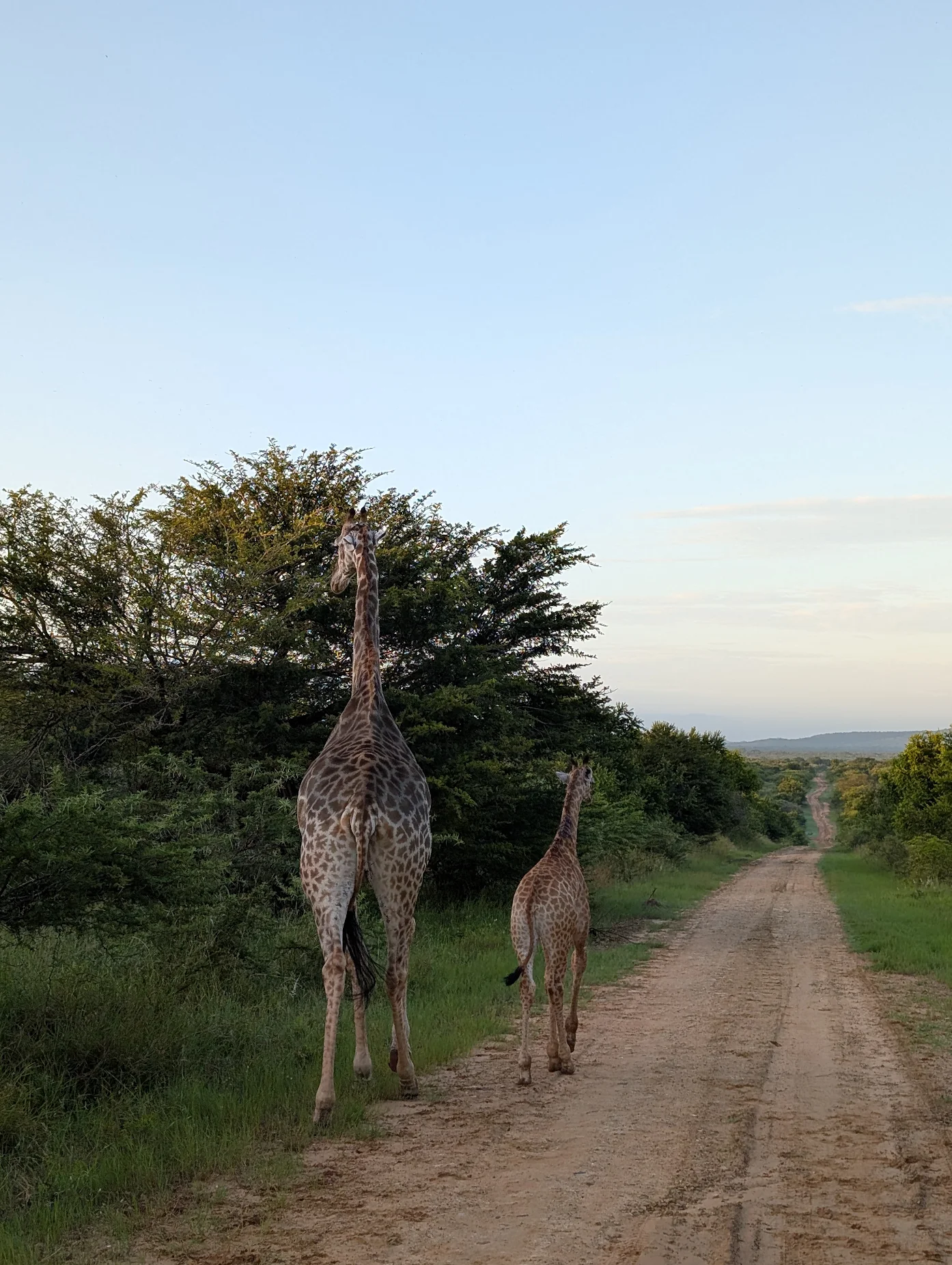 Kay Probst: a family of giraffe in the bush