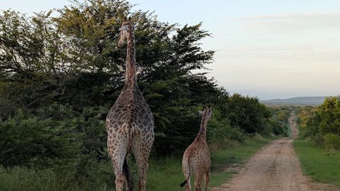 Kay Probst: a family of giraffe in the bush