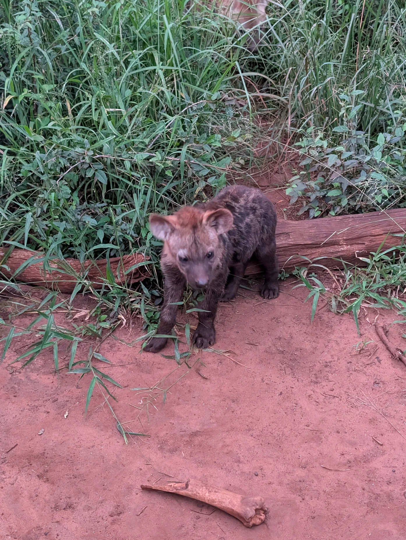 Kay Probst: a baby hyena in the bush