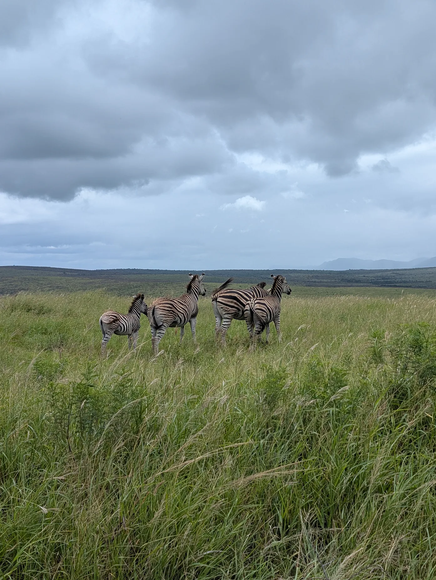Kay Probst: Zebra's at Phinda 