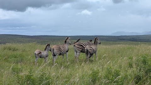 Kay Probst: Zebra's at Phinda