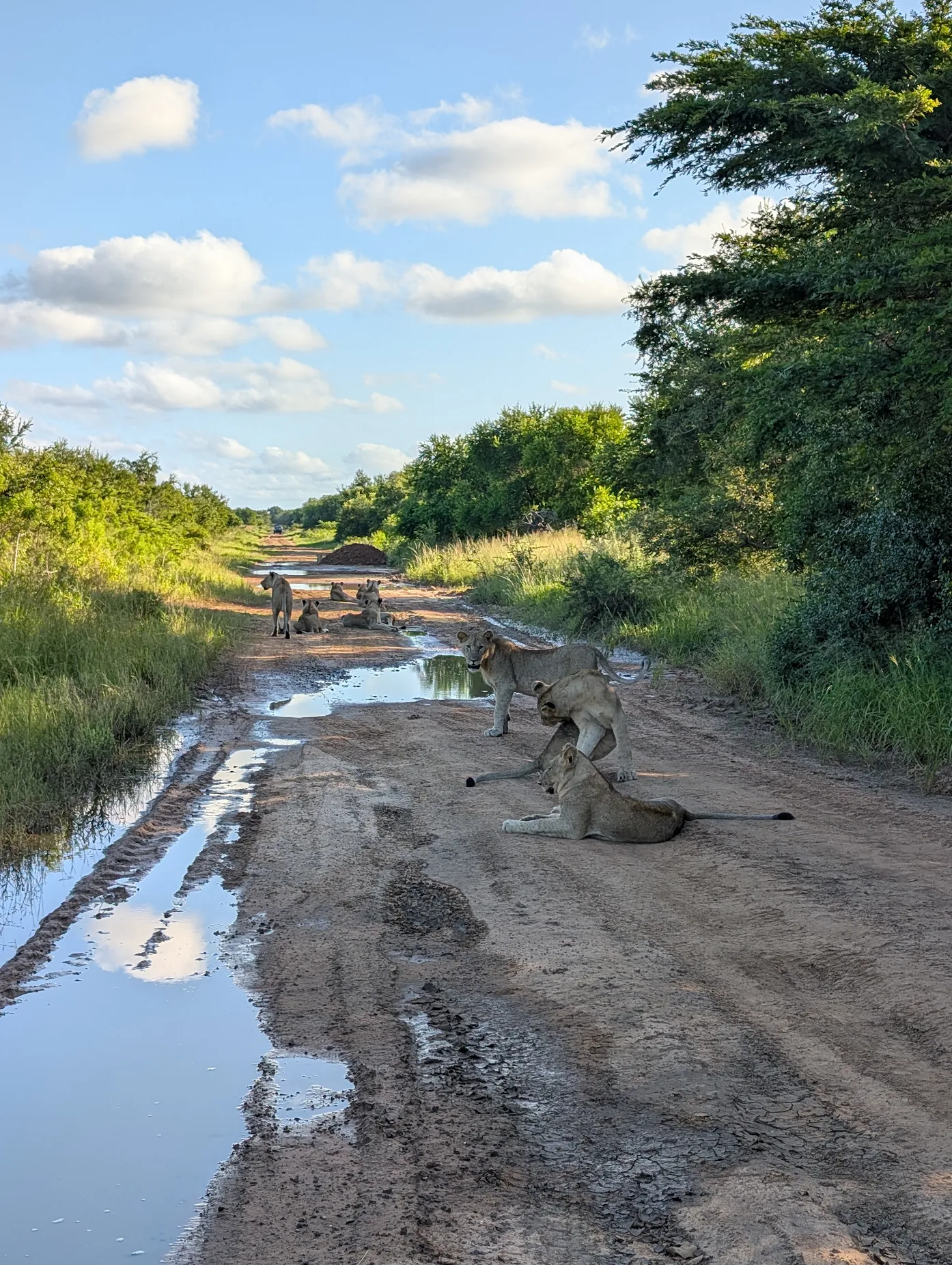 Kay Probst: pride of lions on the track