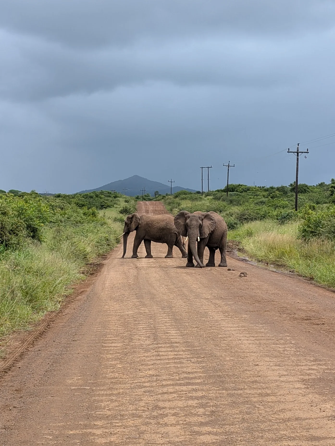 Kay Probst: elephants on the track
