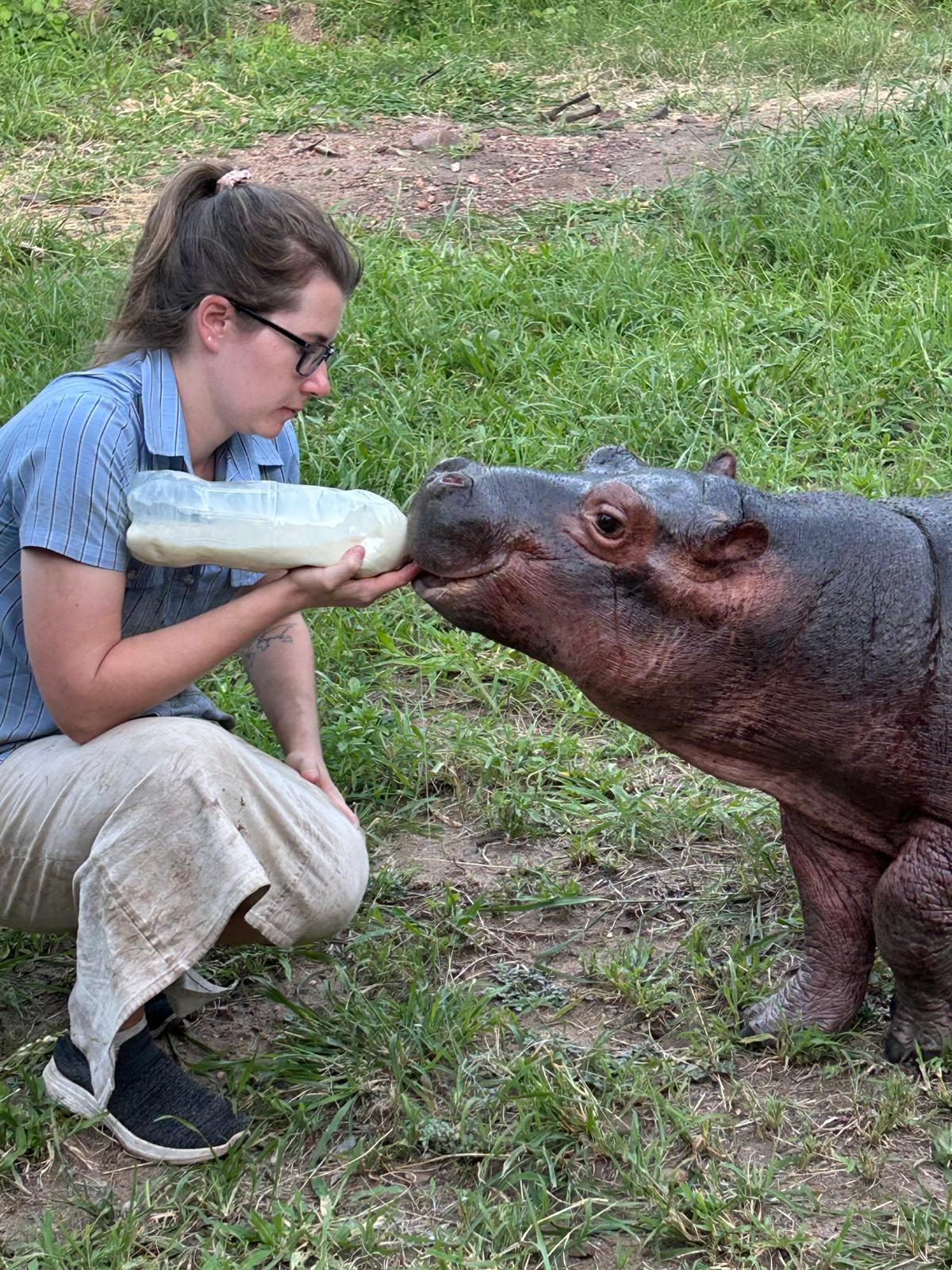 Rhonda LaFosse: female volunteer bottle feeding a baby hippo