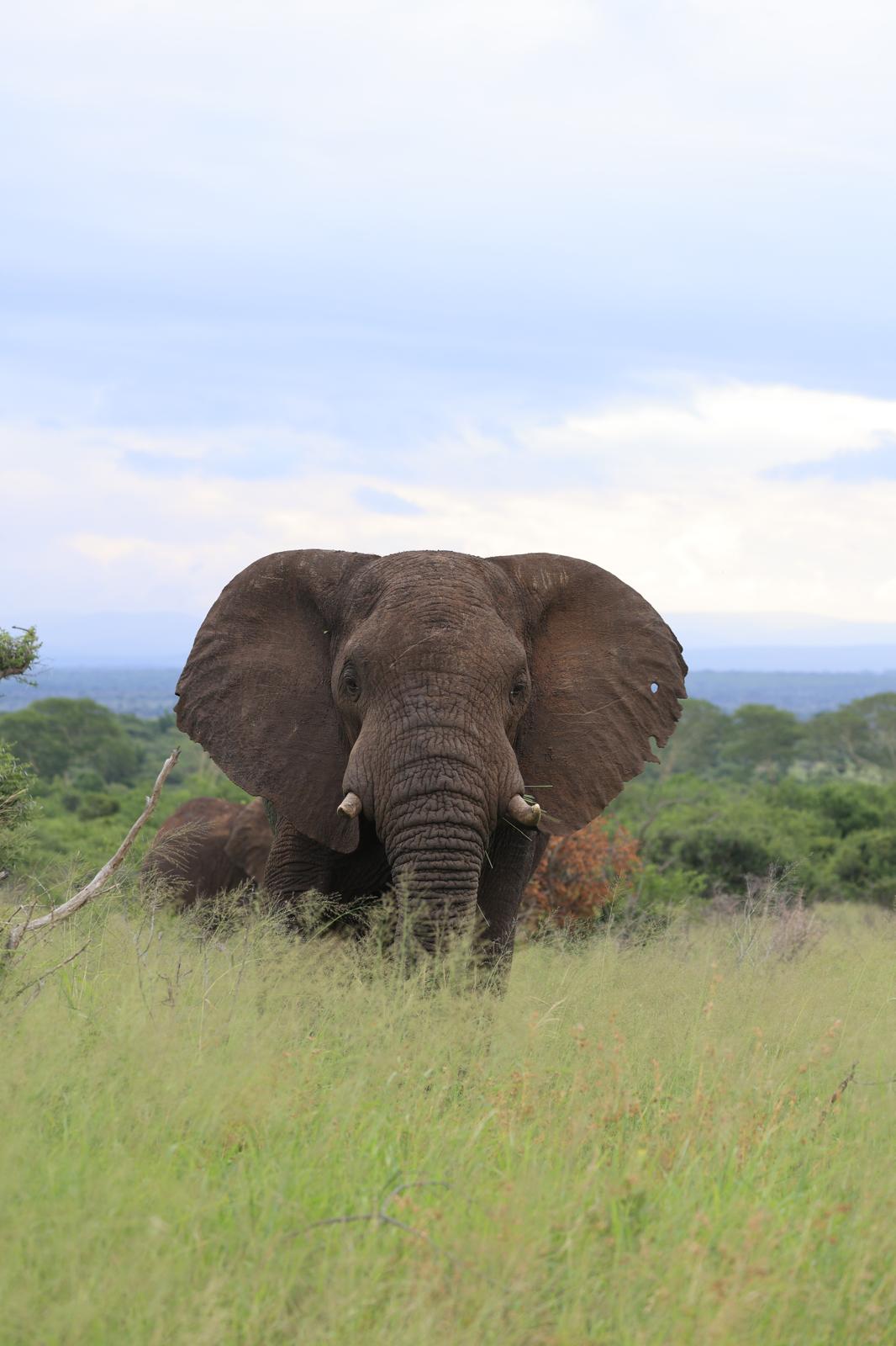 Rhonda LaFosse: elephant in the bush