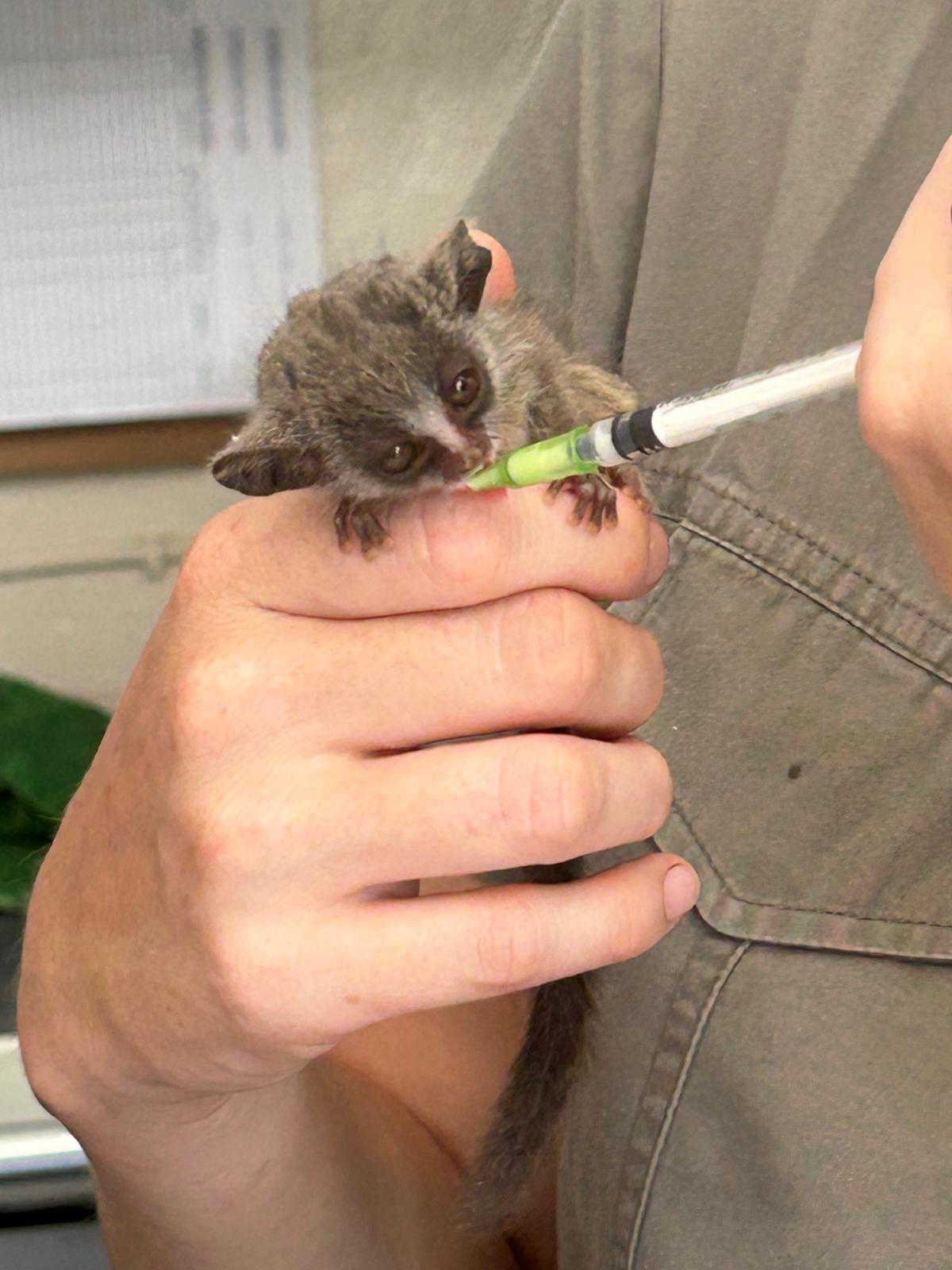 Rhonda LaFosse: volunteer feeding a bushbaby