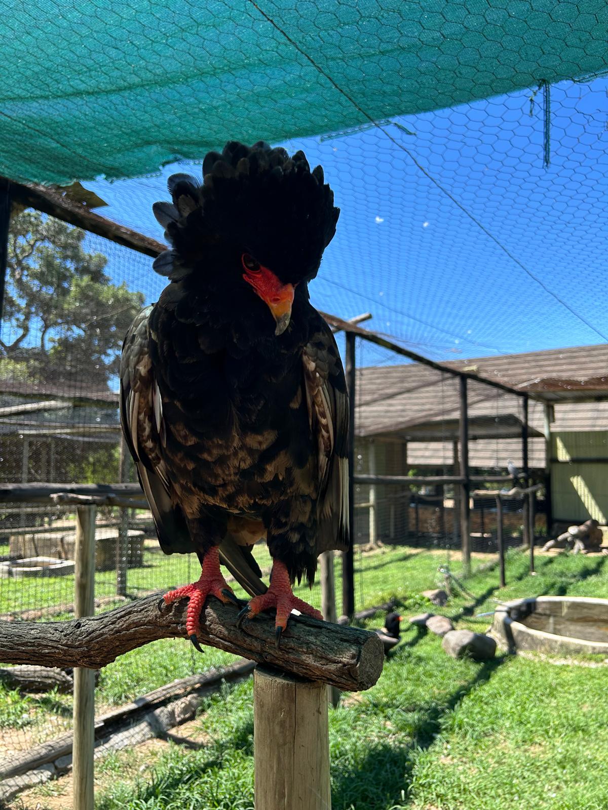 Rhonda LaFosse: close up of a bateleur eagle