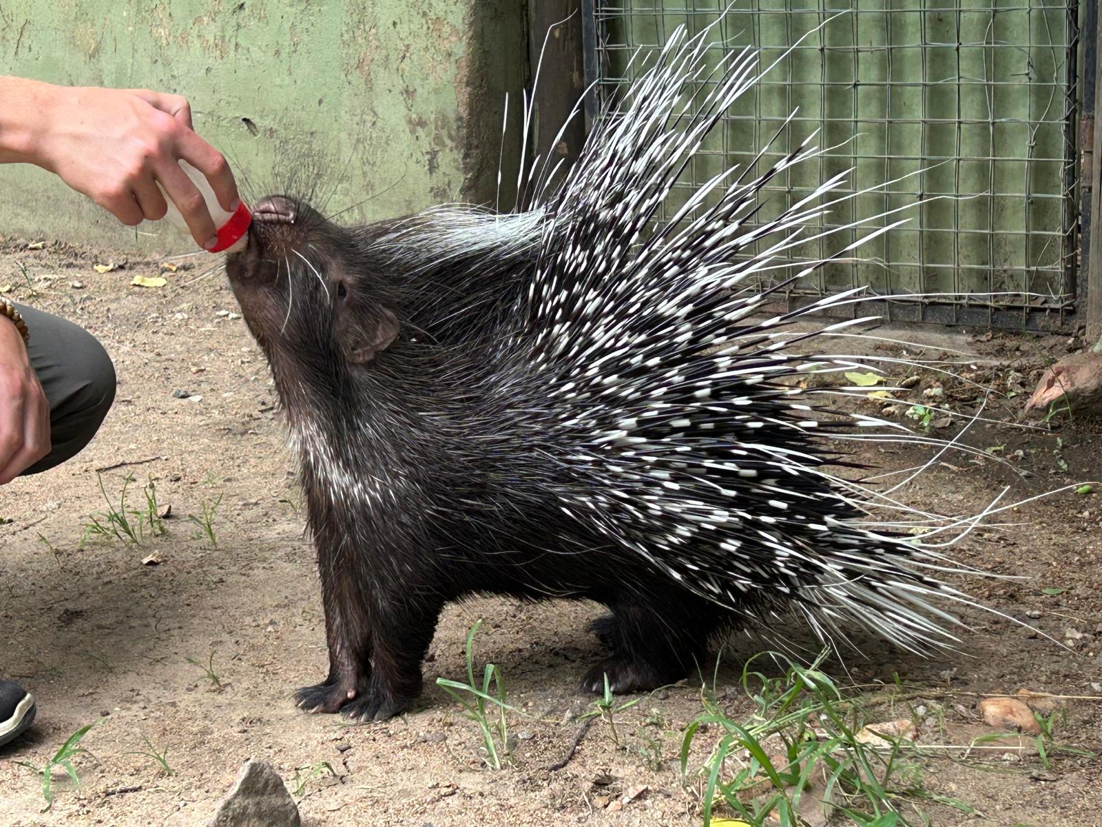 Rhonda LaFosse: baby porcupine being fed