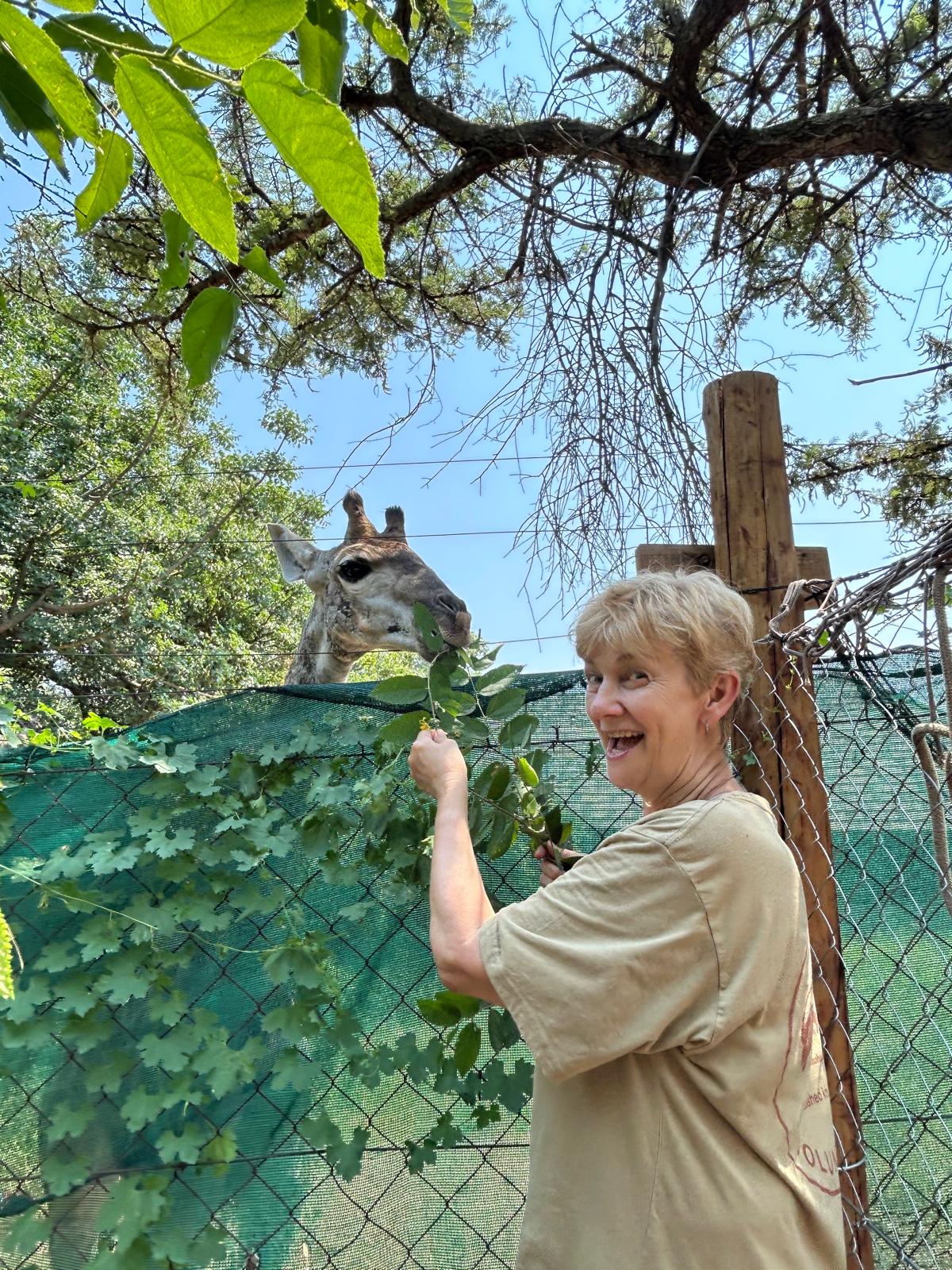 Rhonda LaFosse: female volunteer feeding giraffe 
