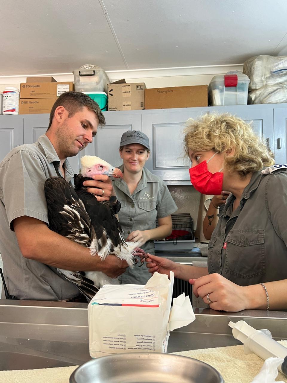 Rhonda LaFosse: team treating an injured vulture