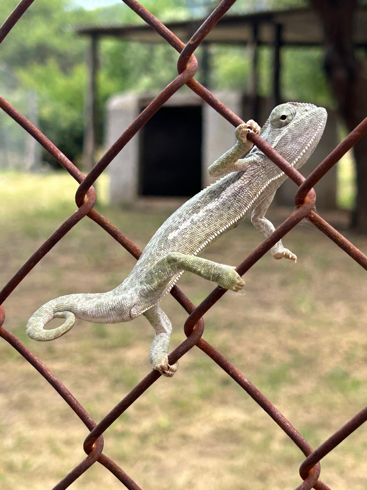 Rhonda LaFosse: close up of a small gecko