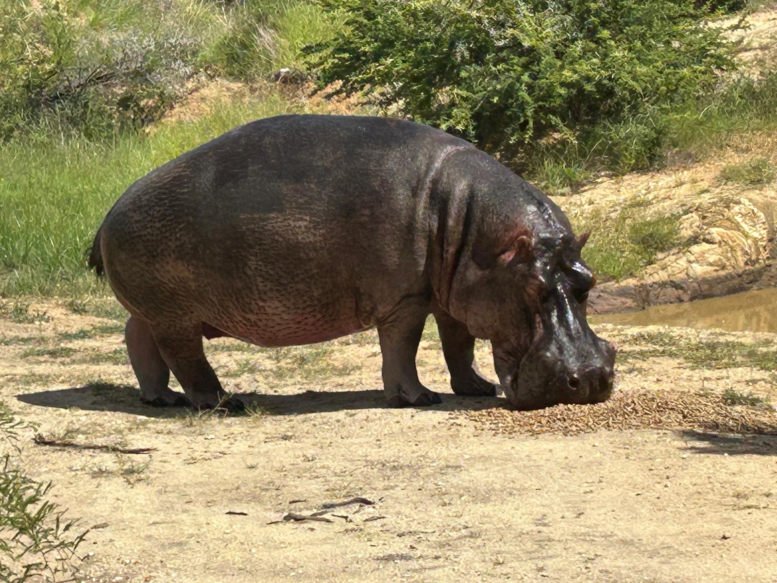 Rhonda LaFosse: hippo