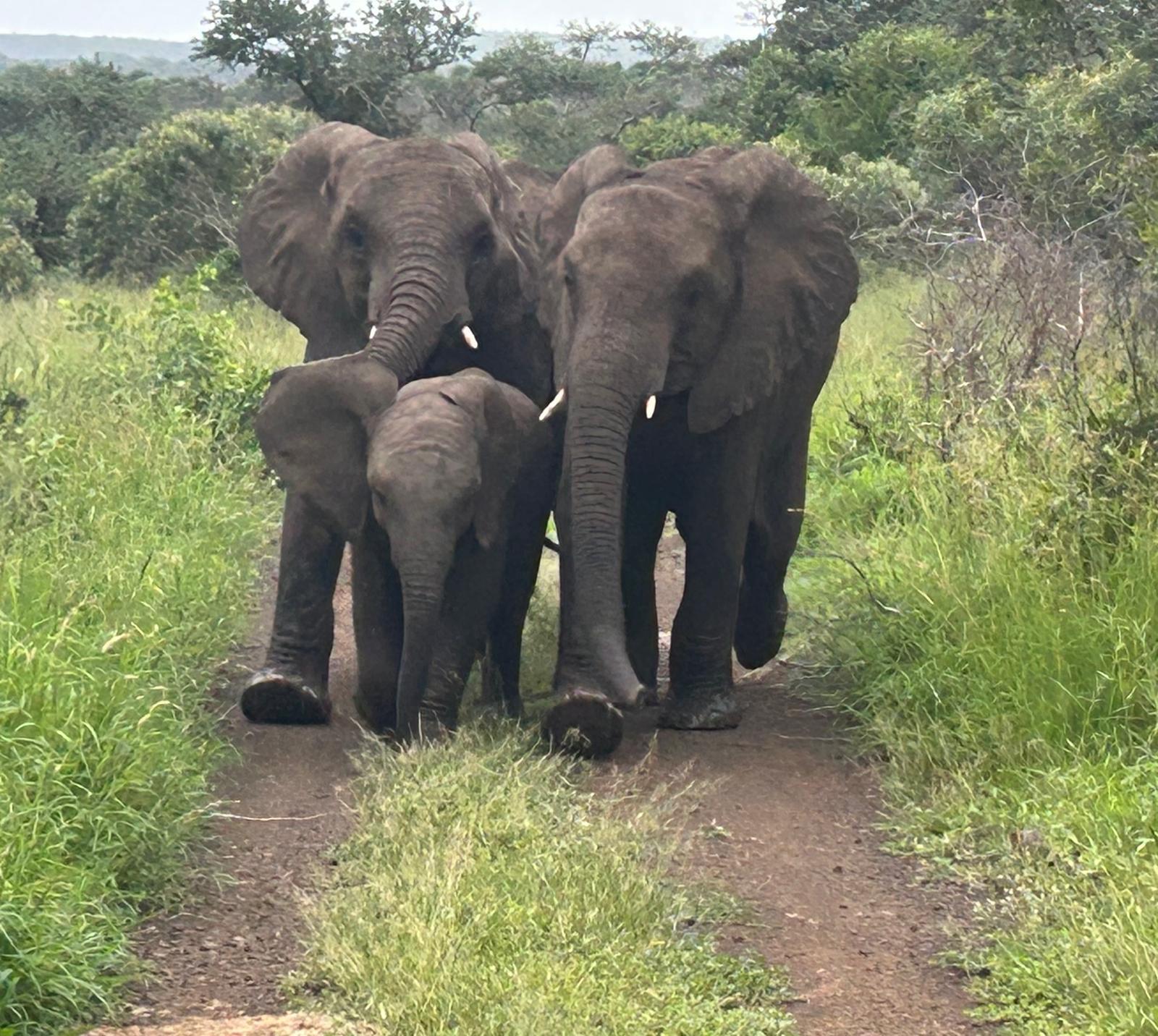 Rhonda LaFosse: family of elephants in the bush