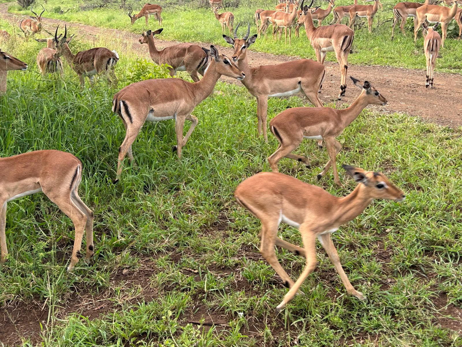 Rhonda LaFosse: group of impala 