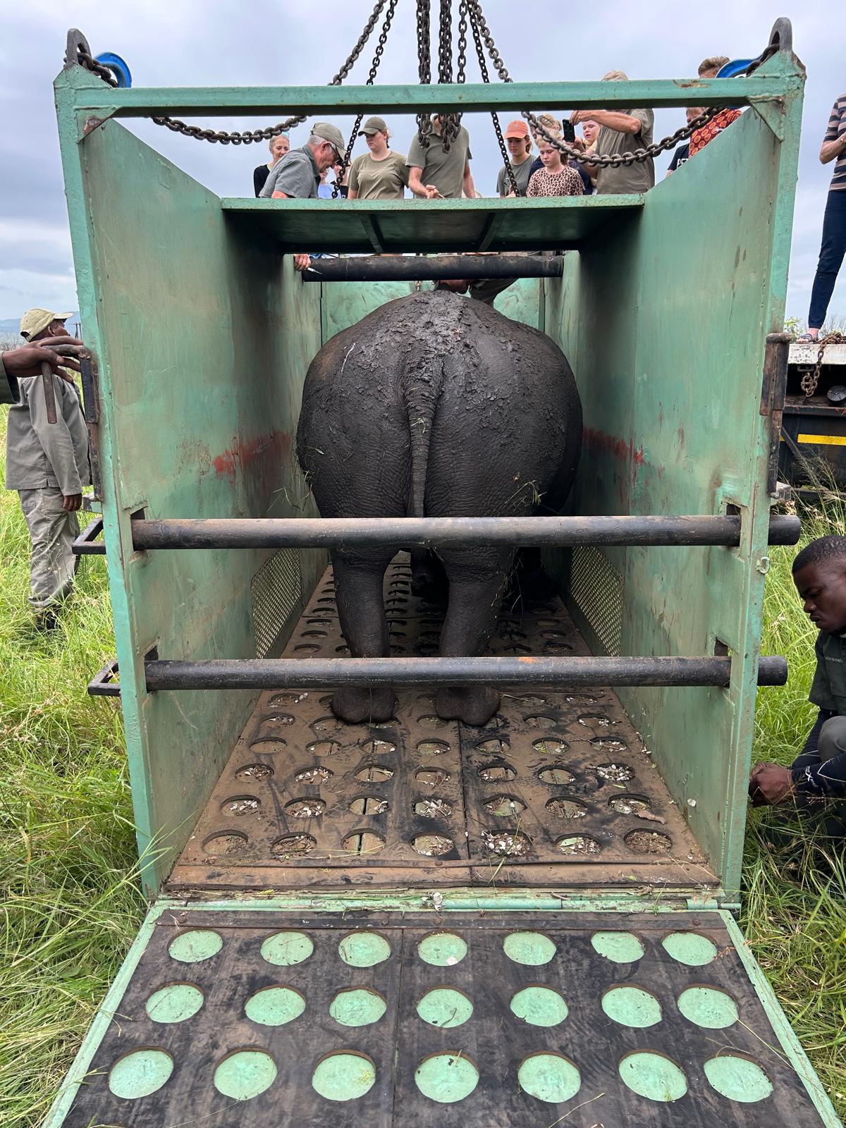 Rhonda LaFosse: rhino being translocated